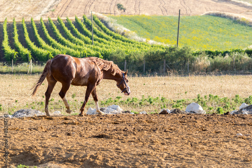 Brown Stallion in Sicily with vineyard on the background. Warm natural light.  photo