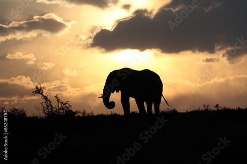 Elephant silhouette at sunset 