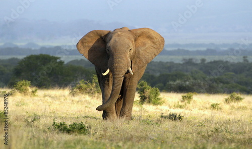 A huge elephant bull approaches in golden light