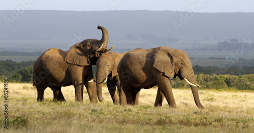 3 Bull elephants in golden light
