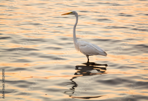 Great white egret in the sea off Tampa in Gulf