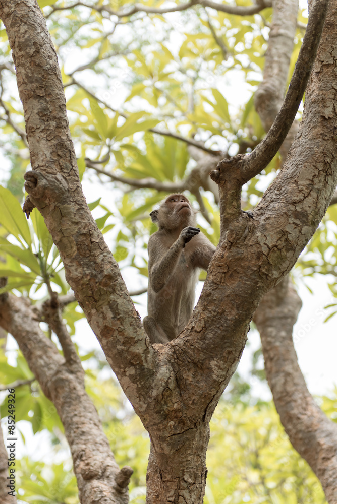 Monkey Monkey