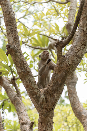 Monkey