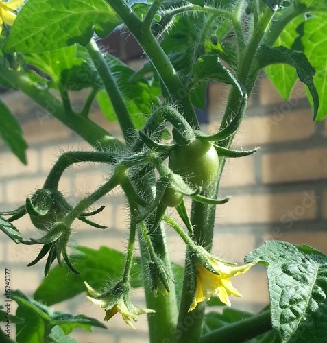 Growing Tomato Plant