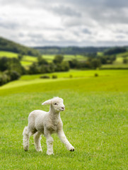 Ingelijste posters Schaap Lammetje in Yorkshire Dales weide  © steheap