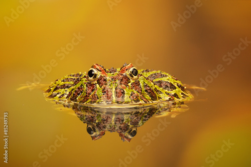 Foto A pacman toad in a reflection pool