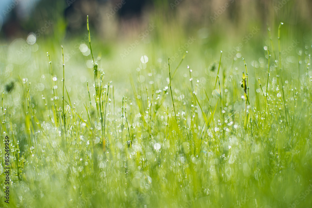 Morning dew on grass, Fukushima Prefecture, Japan
