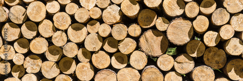 Panorama of the wall of woodpile in forest.