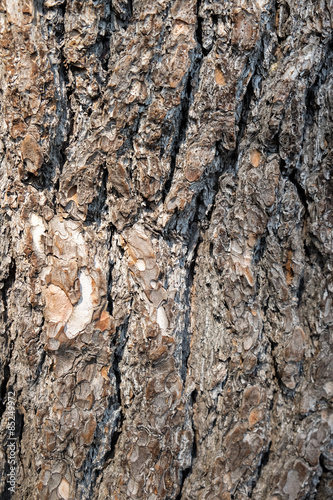 Tree bark texture © artcomedy