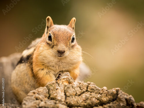 Cute Chipmunk well fed on nuts and seeds