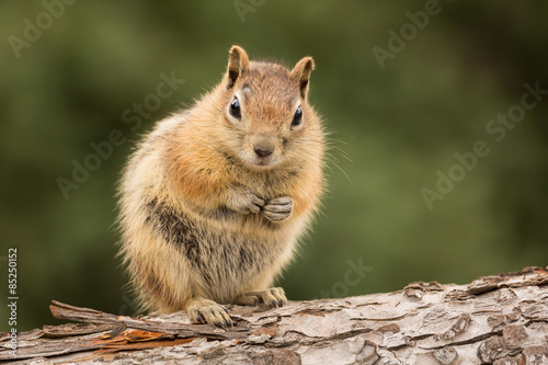 Cute Chipmunk well fed on nuts and seeds