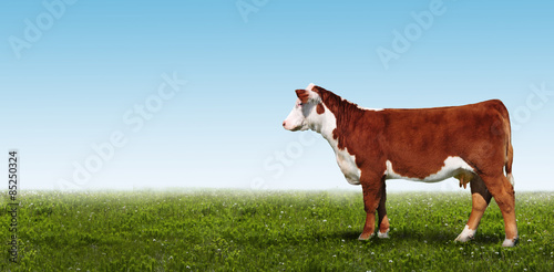 The cow in the meadow.