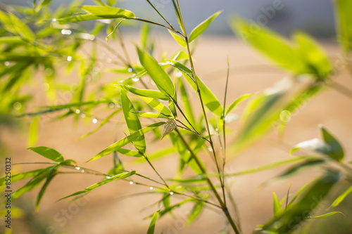 Green blurred close up plants landscape