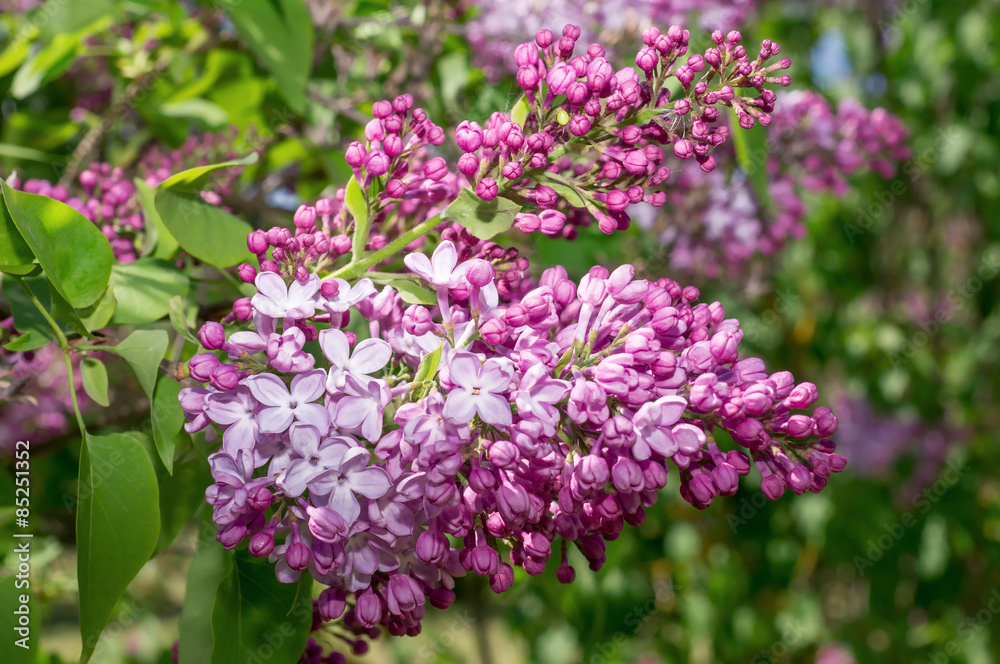 Lilac selective focus