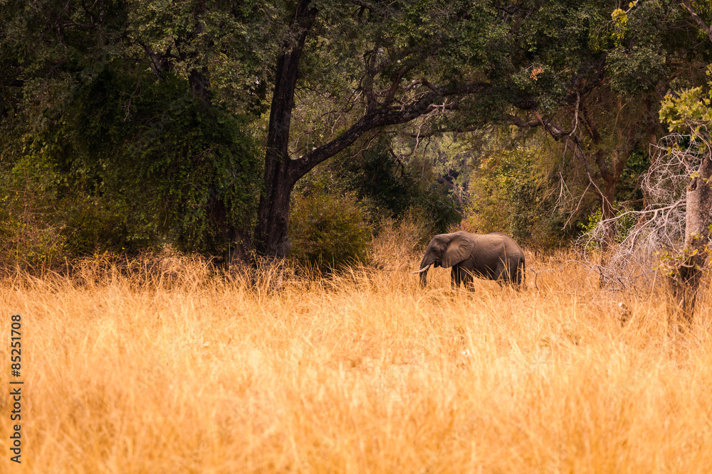 Wild african elephant Wild african elephant