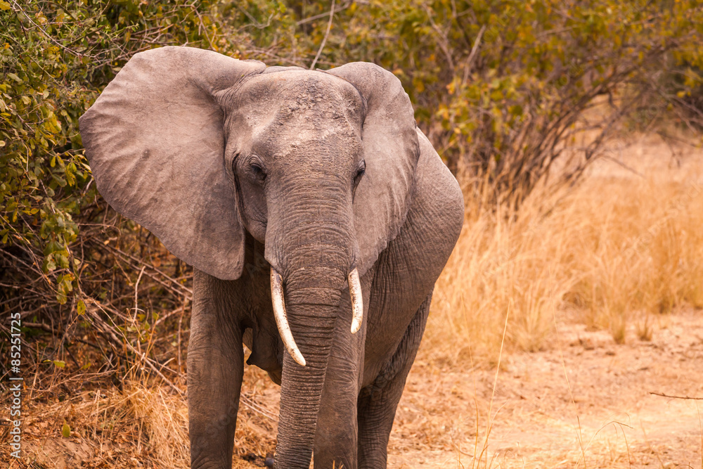 Obraz premium Wild african elephant