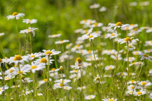 Camomile flowers.
