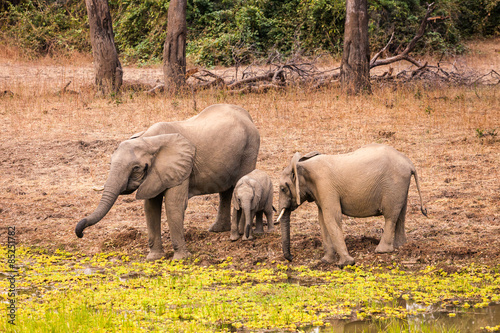 Wild african elephant