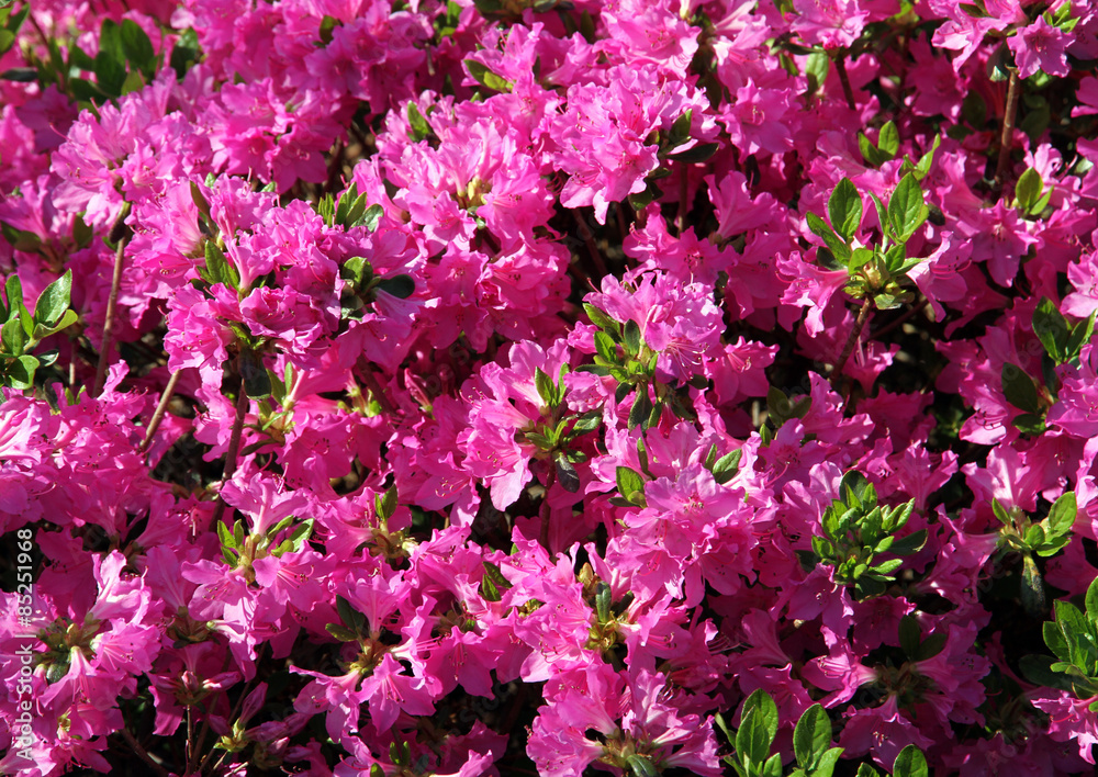 Pink azalea blossoming. Flower carpet. Pink azalea blossoming. Flower carpet.