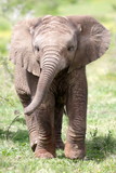 Cute baby elephant calf in this portrait image from South Africa