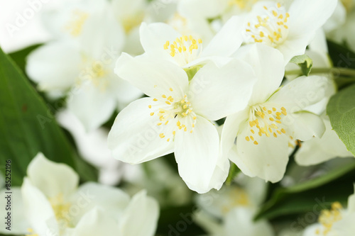 White flowers of jasmine background