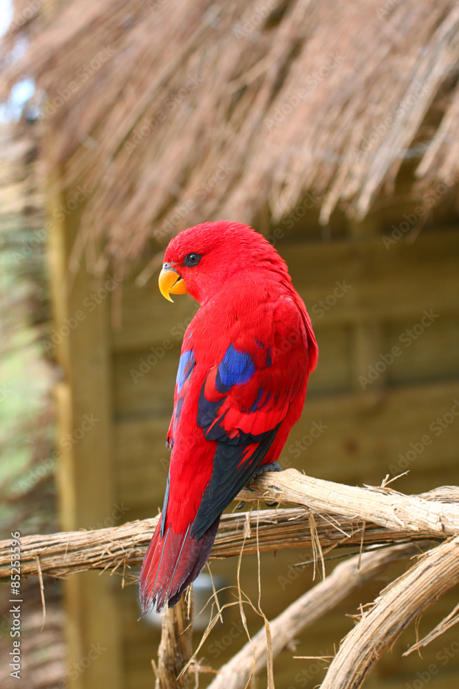 Naklejka premium Red Parrot