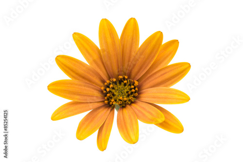  Osteospermum Daisy or Cape Daisy Flower Flower