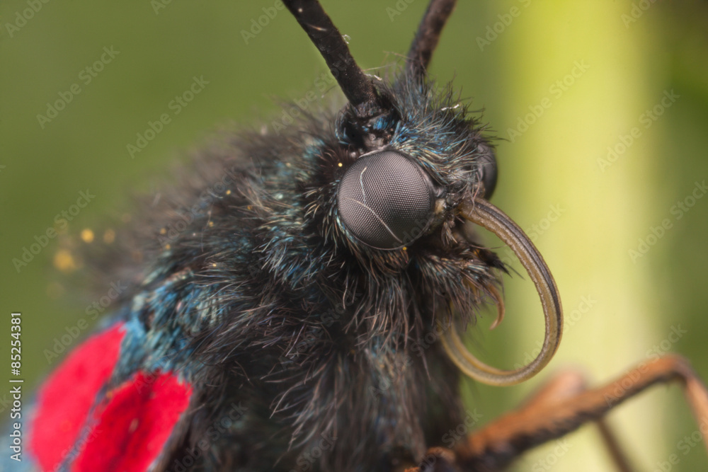 Fototapeta premium Zygaena butterfly closeup