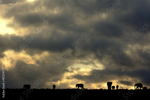 Fototapeta Naklejka Na Ścianę i Meble -  A herd of elephant against a perfect South African sunset sky.