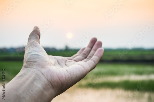 Hand of the man on green paddy rice in field and sky sunset background
