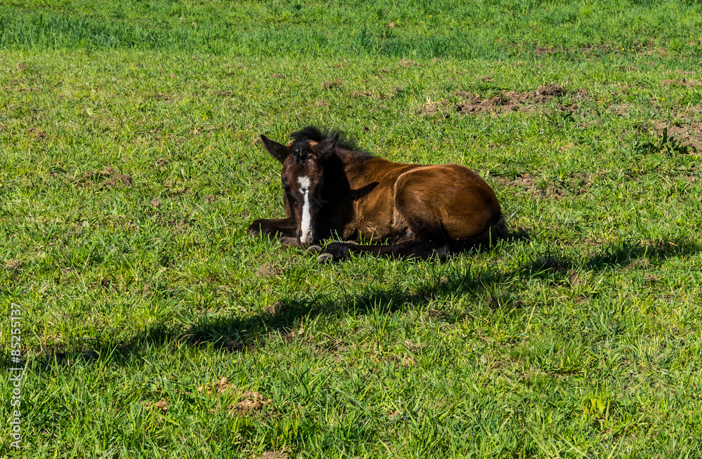 Fototapeta premium Filly laying down in a Meadow near Fort Langley British Columbia
