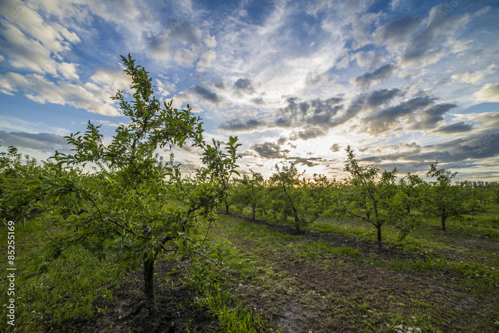 Apple orchard at sunset