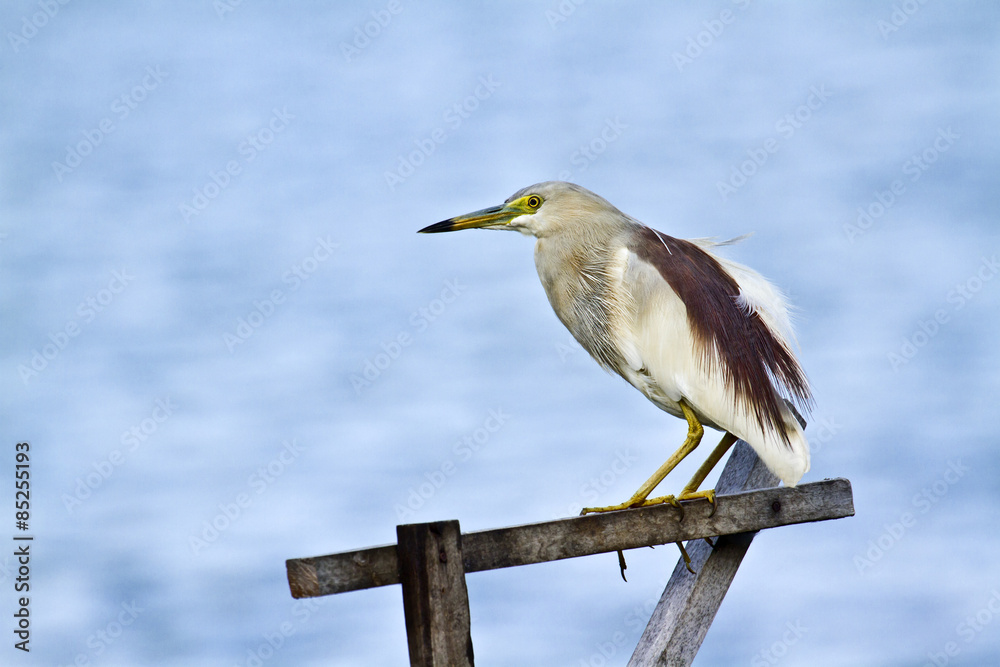 Obraz premium Indian pond heron in Batticaloa, Sri Lanka