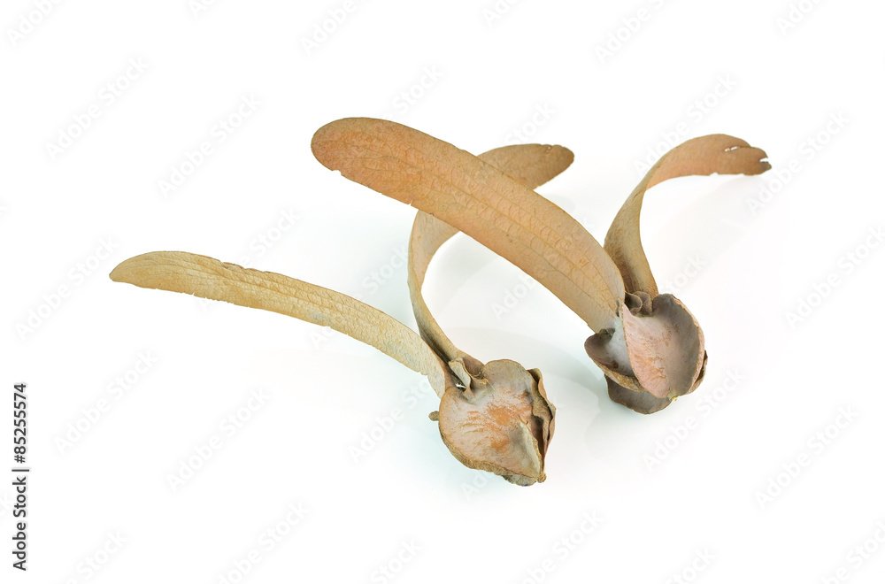 Fototapeta premium winged seed of Dipterocarpaceae isolated on white background