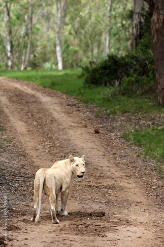 A lioness walks away with beautiful forest setting and path.