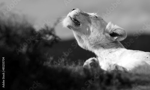 A white lioness smelling the air in this beautiful close up photo of her face. South Africa