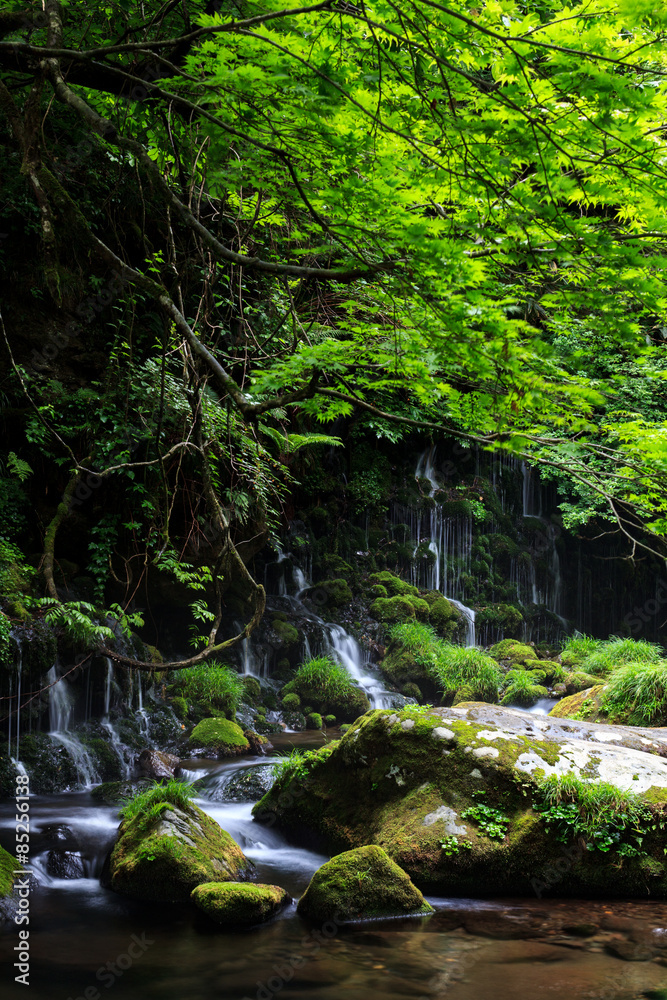 Fototapeta premium 元滝伏流水