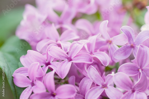 Lovely Lilac! © Denise Torres