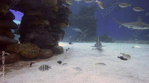 Reef sharks swim in the Shark Pool of Coral World Underwater Observatory aquarium in Eilat, Israel. photo