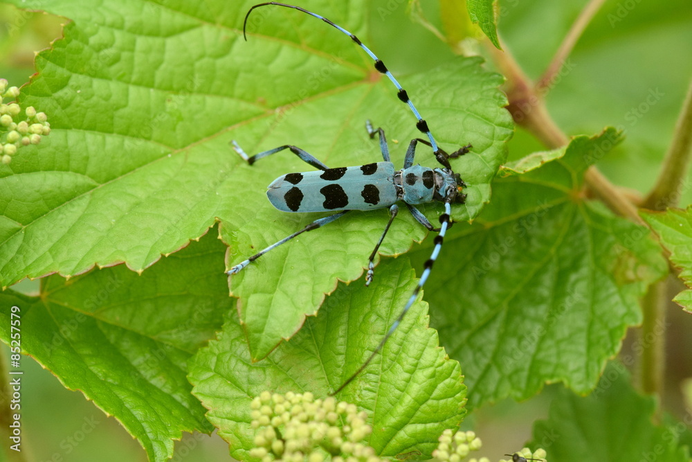 Fototapeta premium ルリボシカミキリ