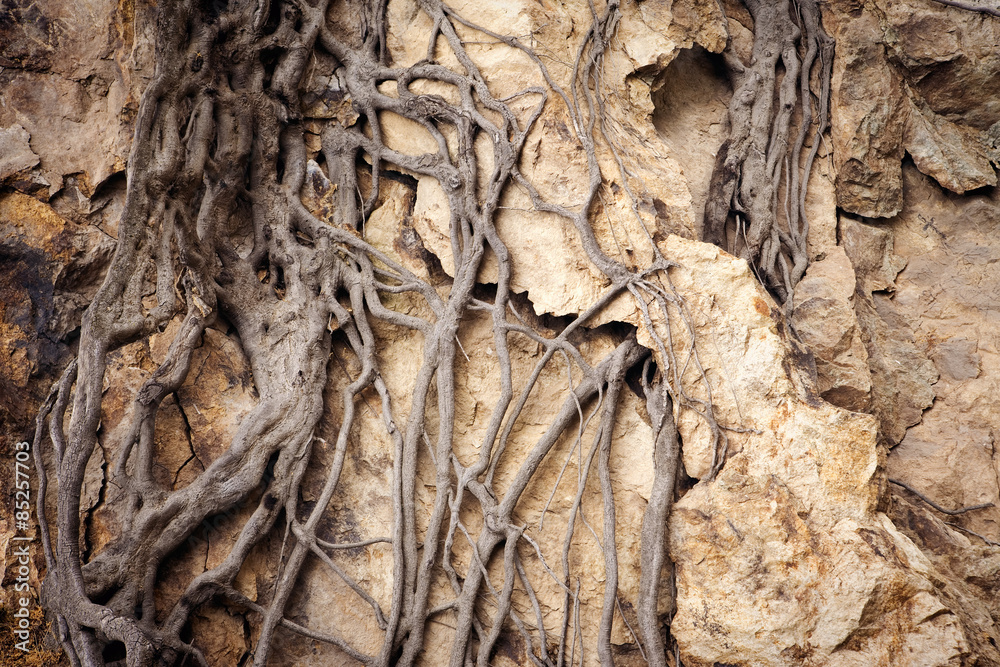 Evidence of physical weathering, tree roots eventually break down this