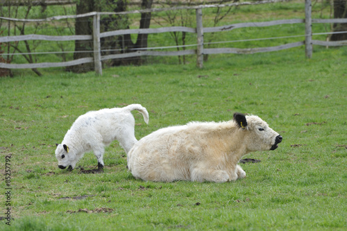 White Galloway-Rind 