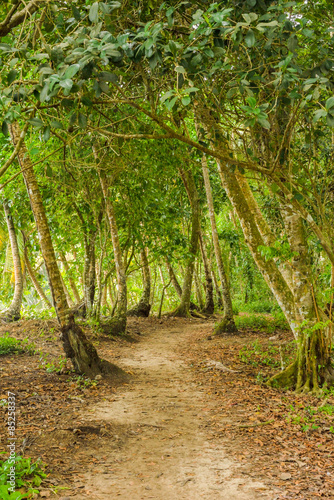 Forest Trai at Gandonca National Park
