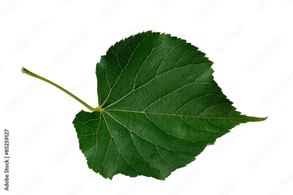 linden leaf linden leaf
