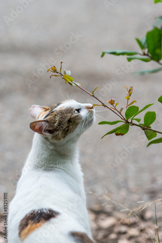 Fototapeta Naklejka Na Ścianę i Meble -  緑の香りを確かめるのらねこ