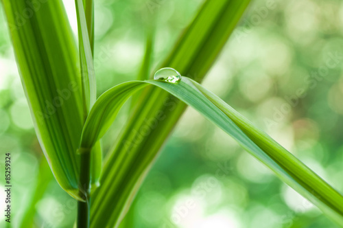 gouttes de pluie sur feuilles de bambous © pixarno