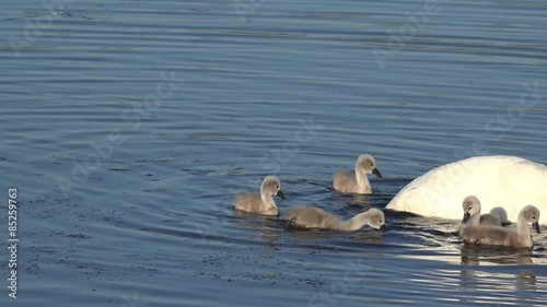 swan with ducklings swimming in the lake and search feed  photo