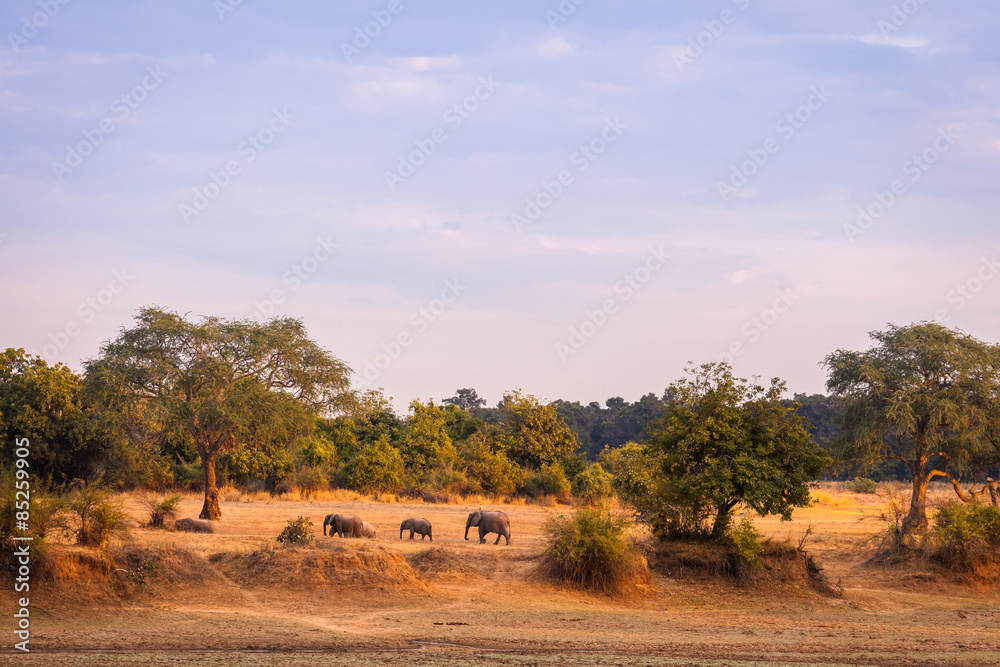 Wild elephants