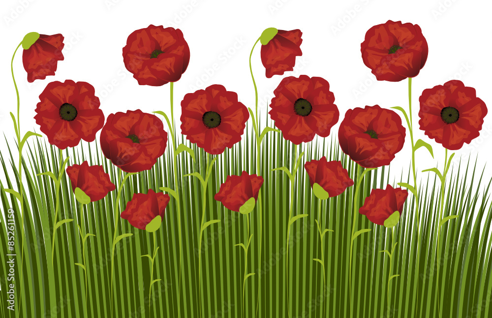 Obraz premium Mohnblumen auf Wiese