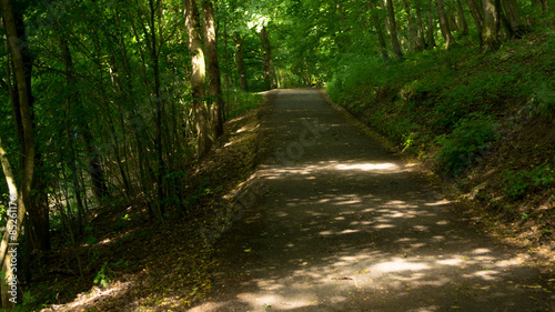 Lane in the woods